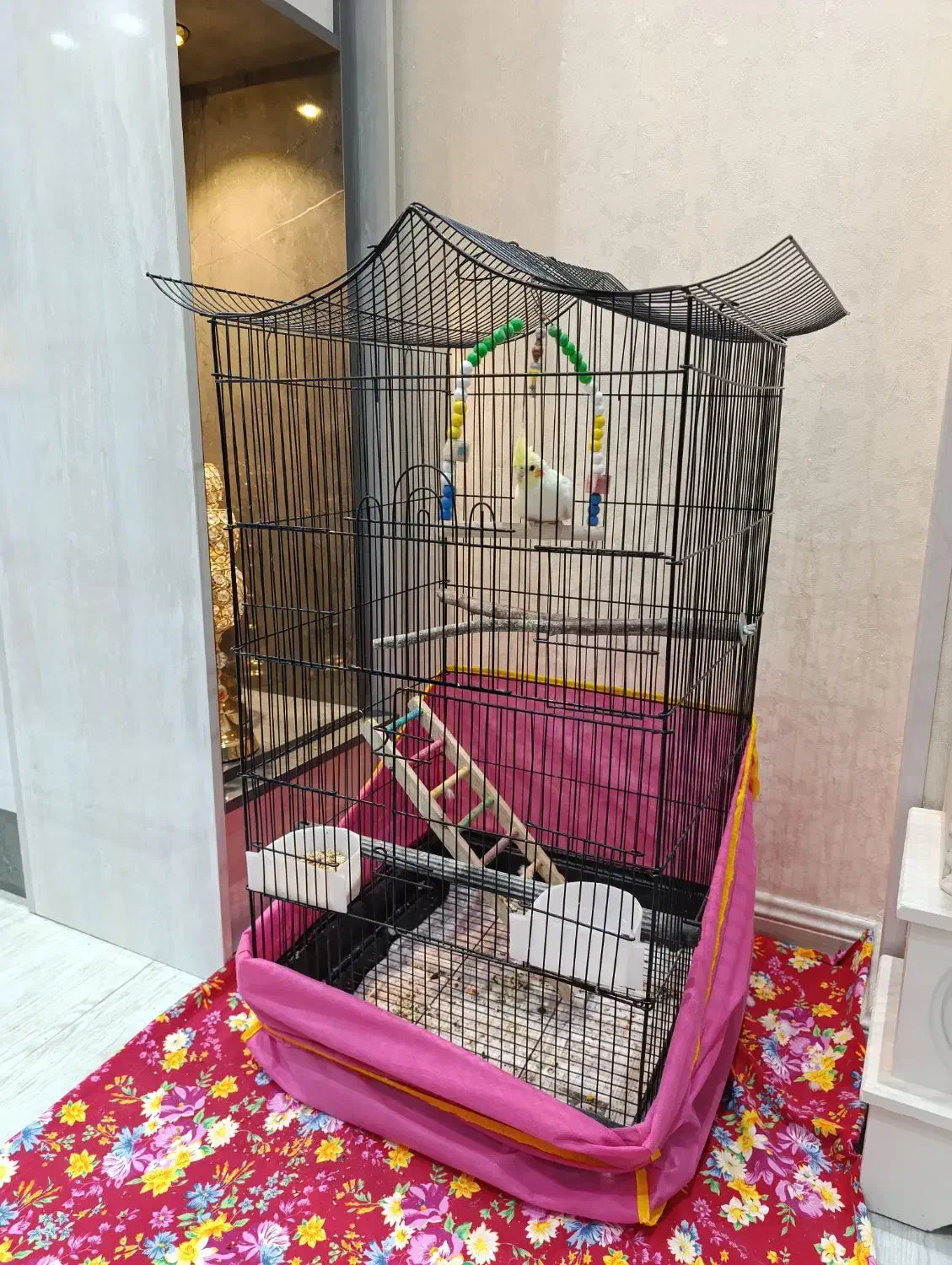 پرنده عروس هلندی چشم گیلاسی با قفس|پرنده|اردبیل, |دیوار