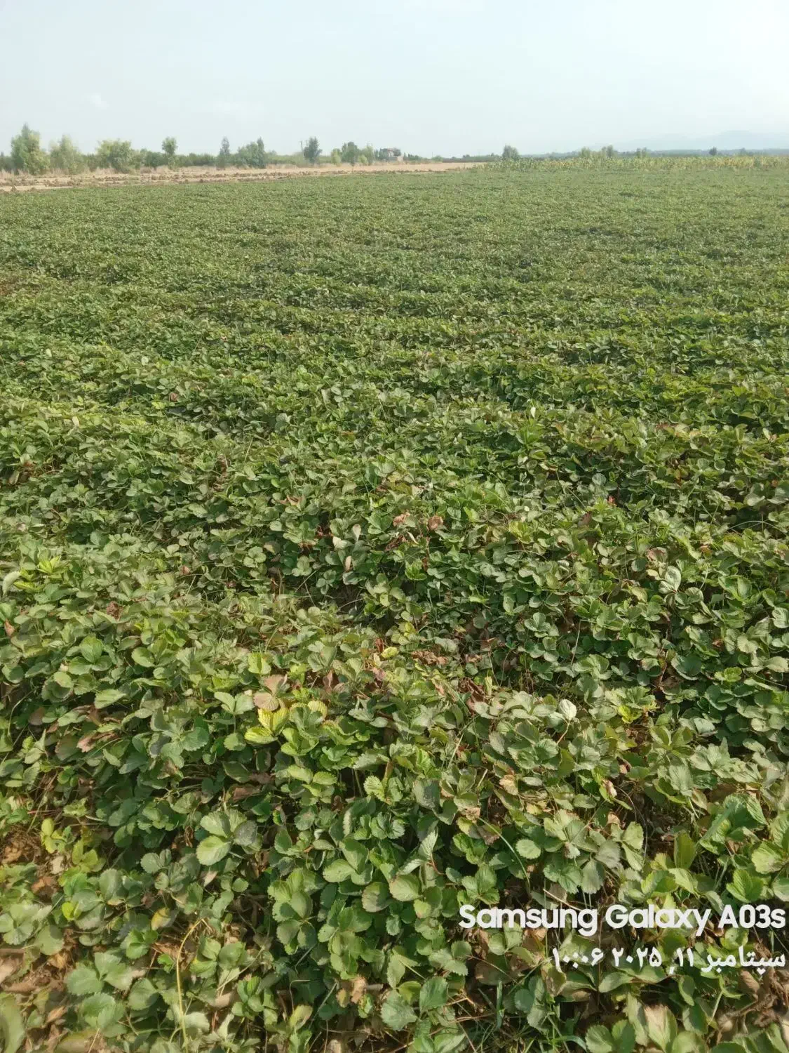 نهال توت فرنگی کاماروس|گل و گیاه طبیعی|دلند, |دیوار