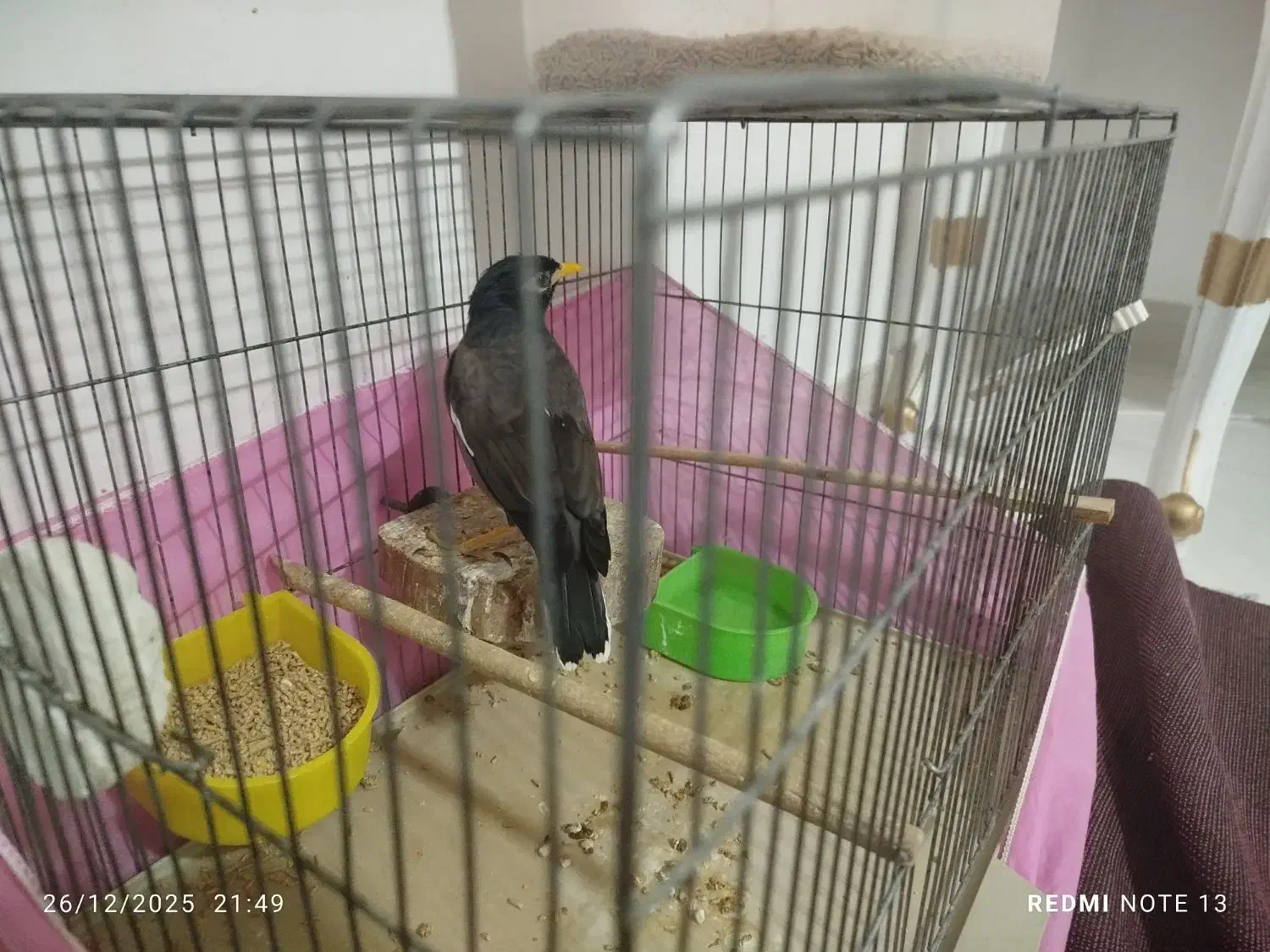 مینا|پرنده|ماهدشت, |دیوار