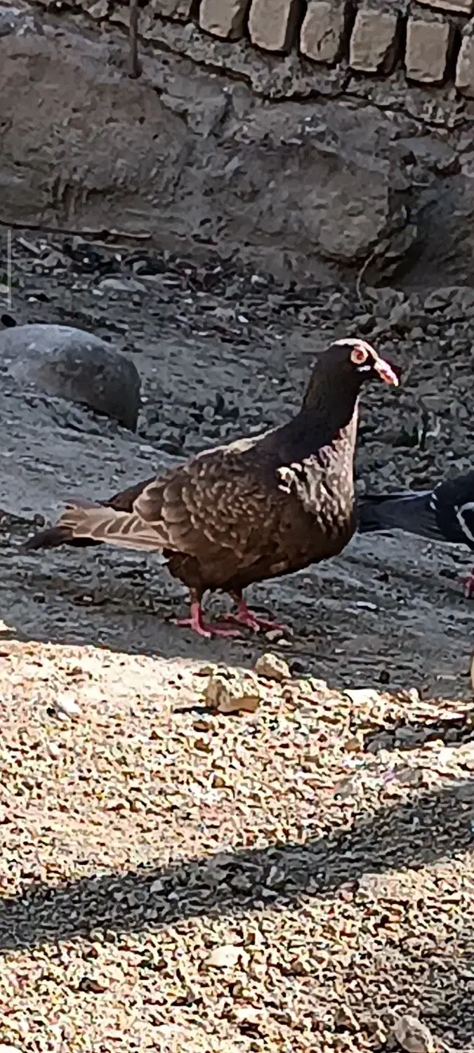 کفتر|پرنده|مانه, |دیوار