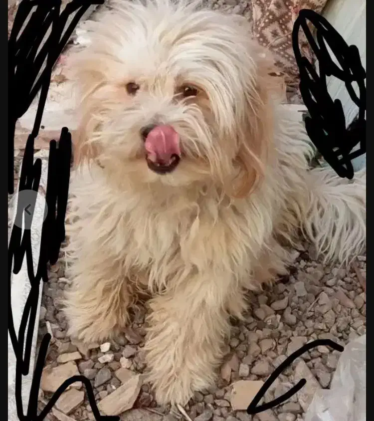 سگ پاپی|سگ|تربت جام, حافظ|دیوار