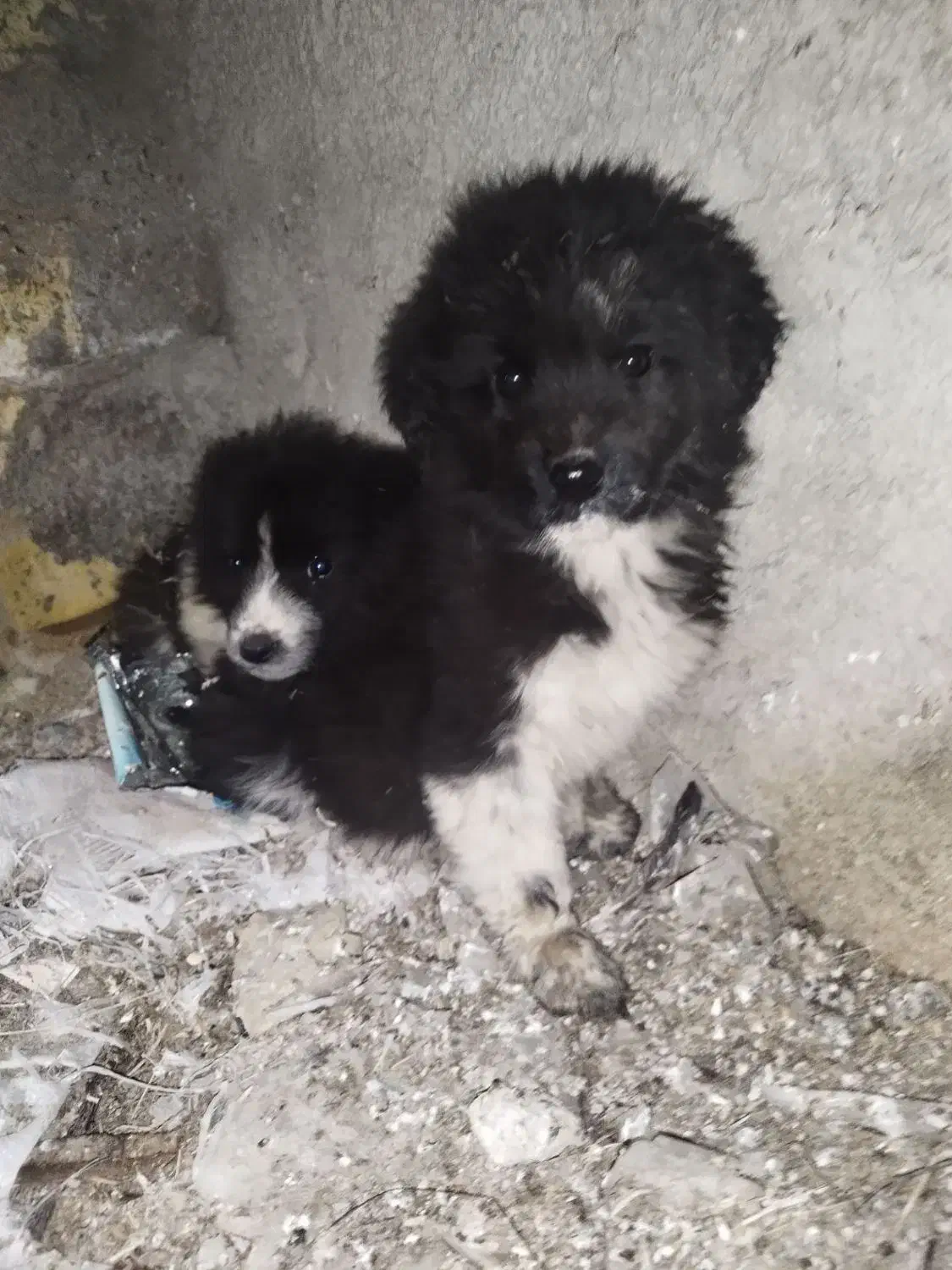 سگ گله|سگ|قهدریجان, |دیوار