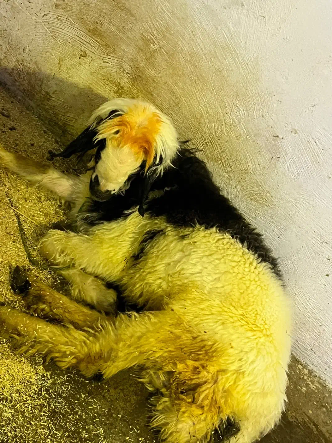 بره تخمی|حیوانات مزرعه|مسجد سلیمان, |دیوار