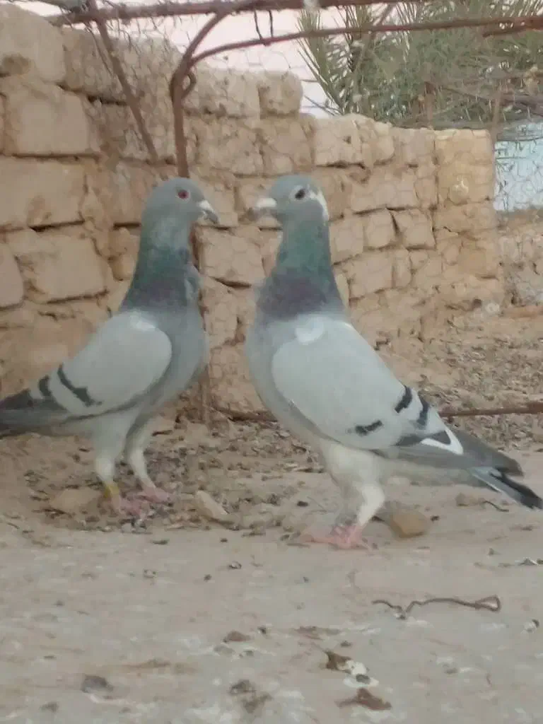 دو جفت مسافتی|پرنده|کرباسک, |دیوار