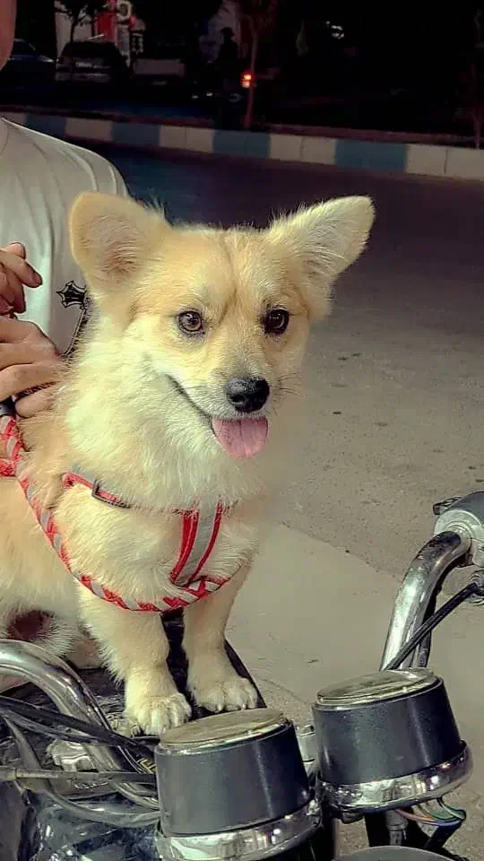 سگ پامر|سگ|اردکان, |دیوار