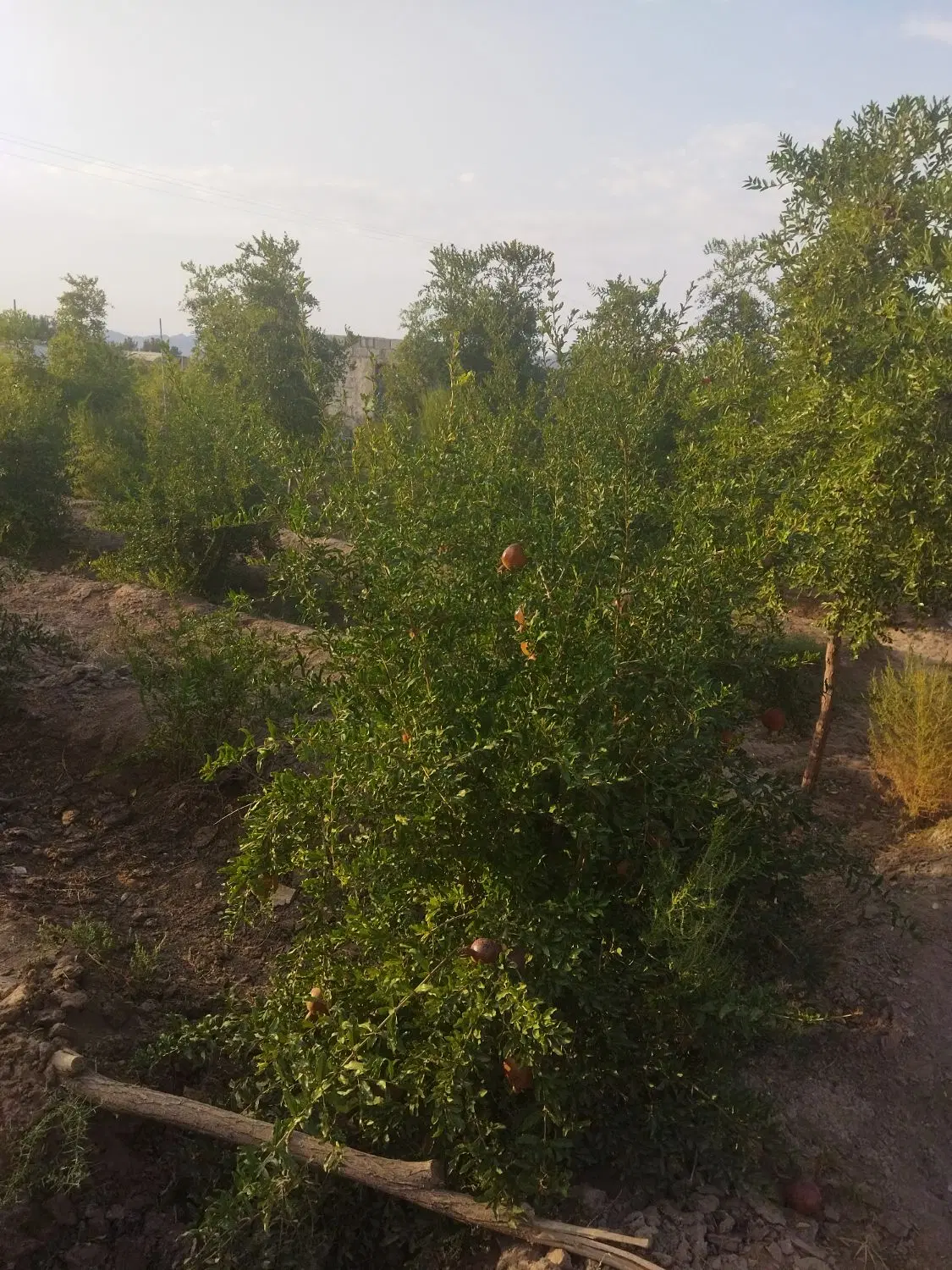 تصویر 9