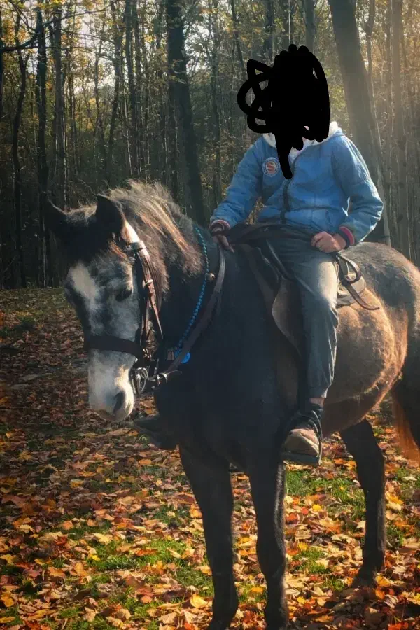 اسب|اسب و تجهیزات اسب‌سواری|بابکان, |دیوار