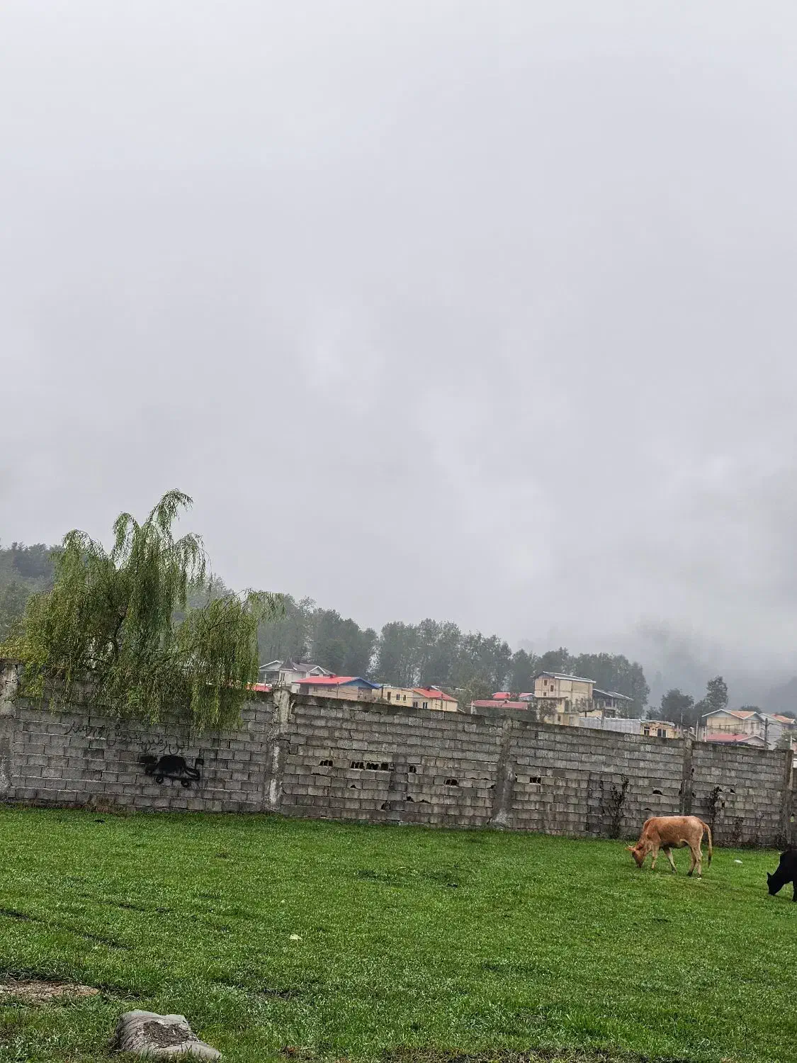 فروش زمین/ ویودار/ ۲۸۰متری/با بهترین شرایط پرداخت|فروش زمین و ملک کلنگی|تالش, هشتپر|دیوار