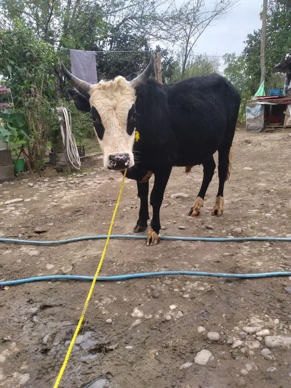 ورزا ماستی خوشکل بشرط|حیوانات مزرعه|سنگر, |دیوار