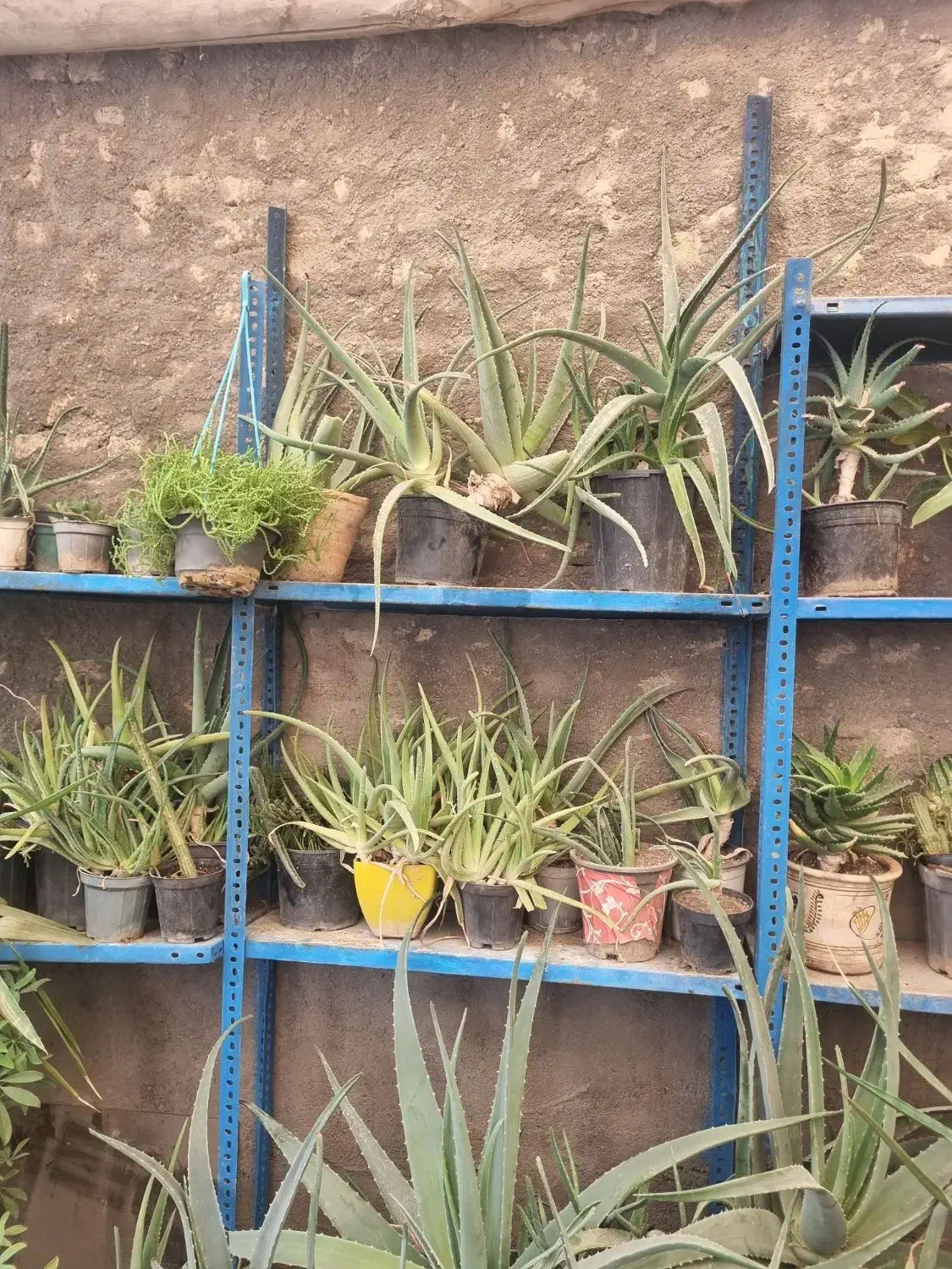 گل الوورا|گل و گیاه طبیعی|گلبهار, شهر جدید گلبهار|دیوار