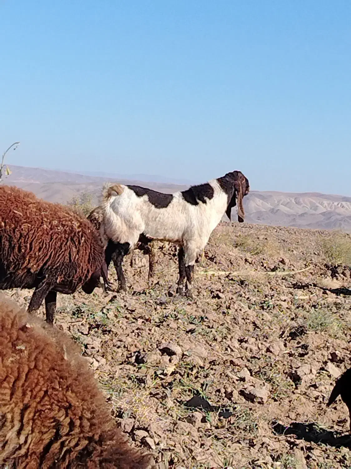 نربزپاکستانی|حیوانات مزرعه|جوین, |دیوار