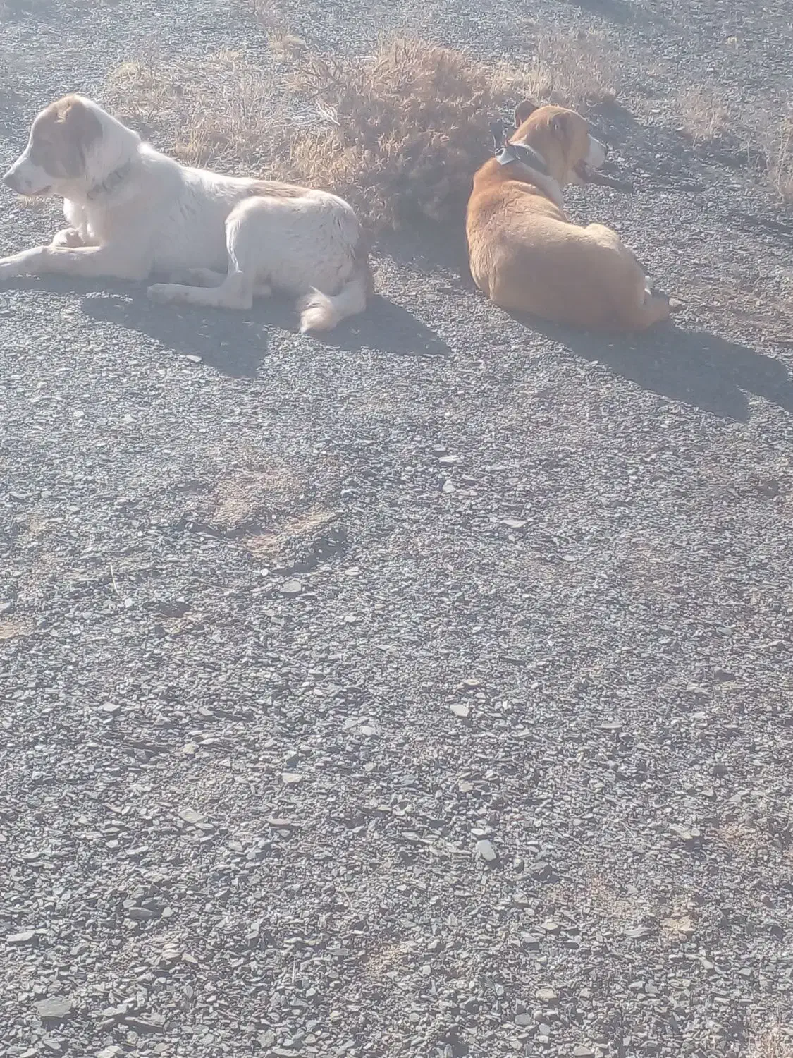 سگ گله ای ماده|سگ|تربت جام, شیخ احمد جامی|دیوار