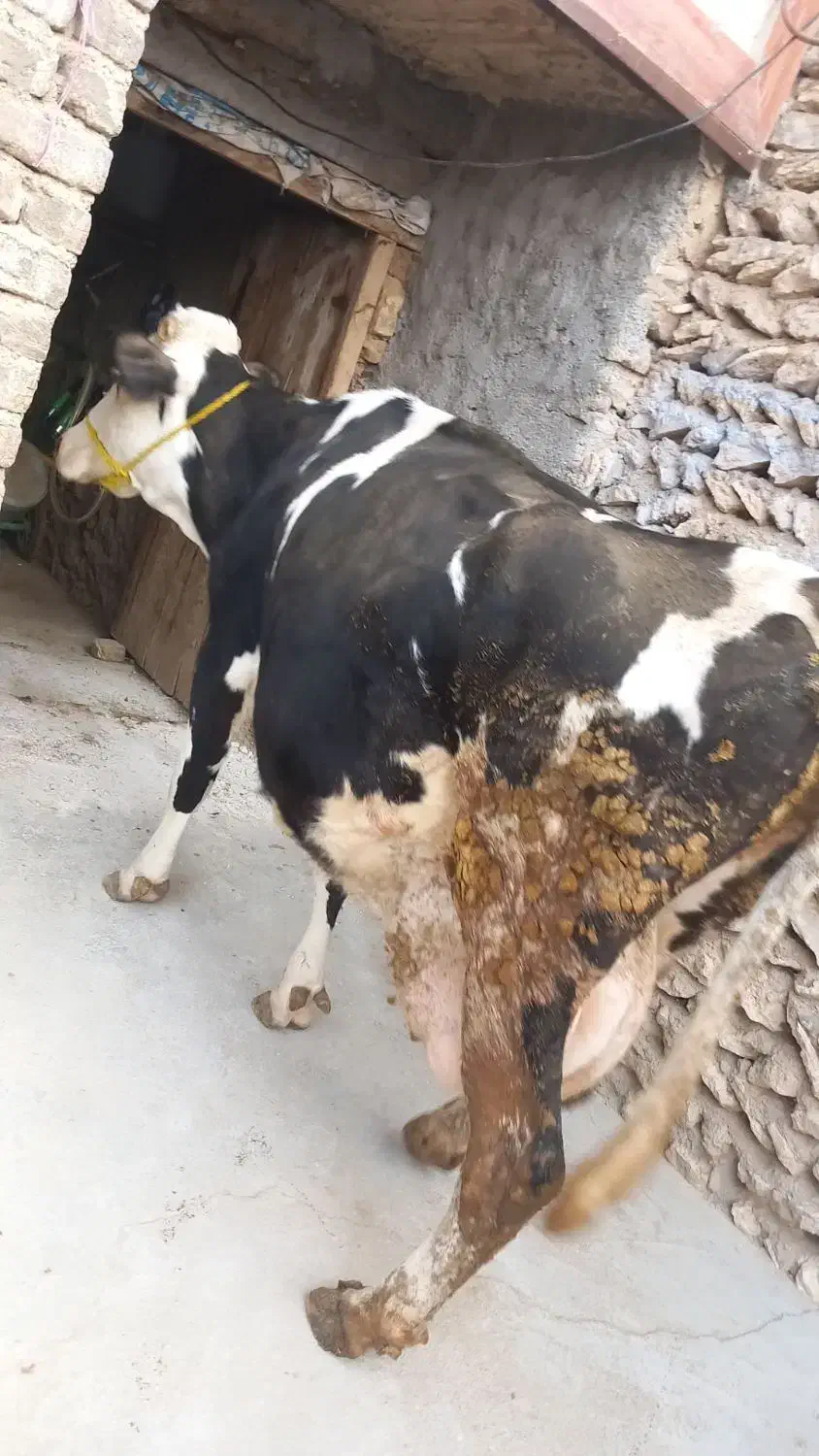 گاو قصر|حیوانات مزرعه|سجاس رود, |دیوار