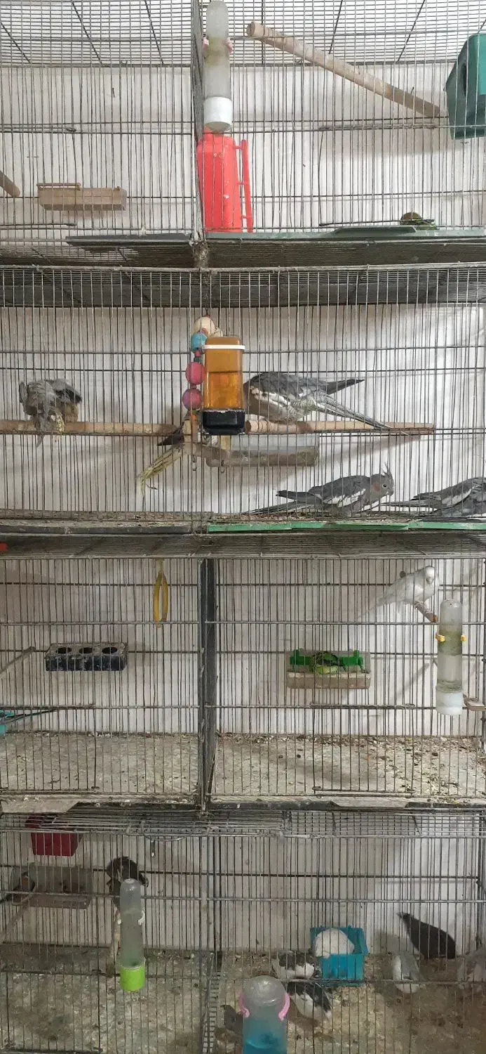 پرندگان زینتی|پرنده|کرج, خرمدشت|دیوار