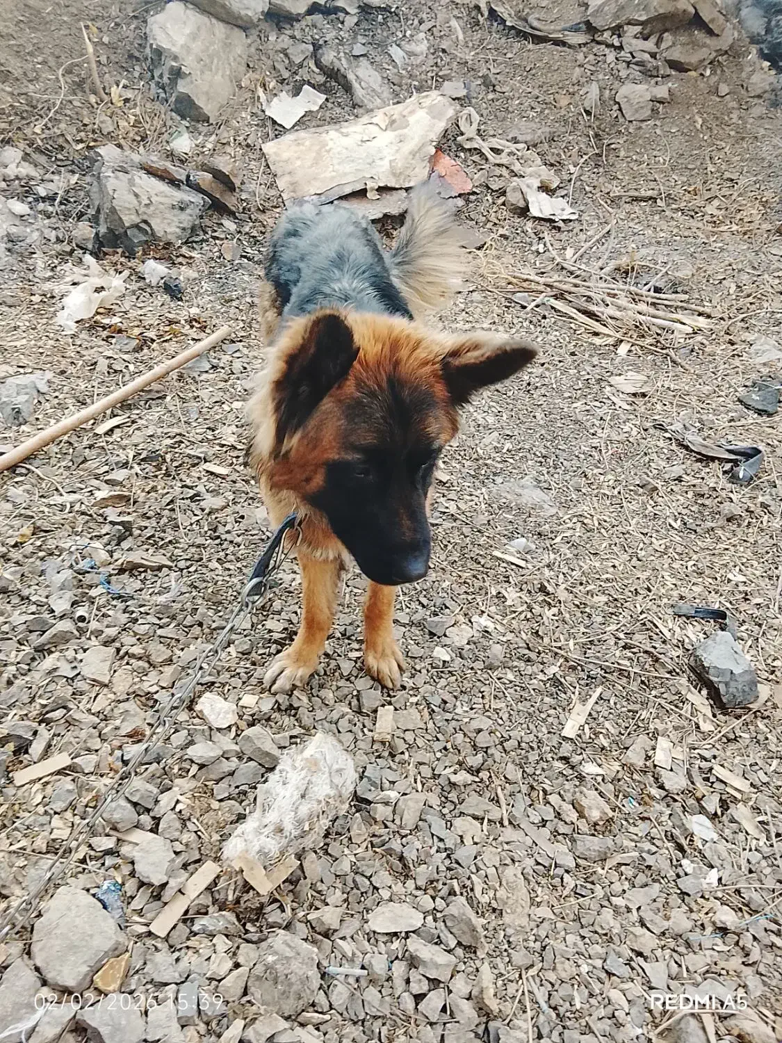 سگ ژرمن|سگ|رودهن, |دیوار