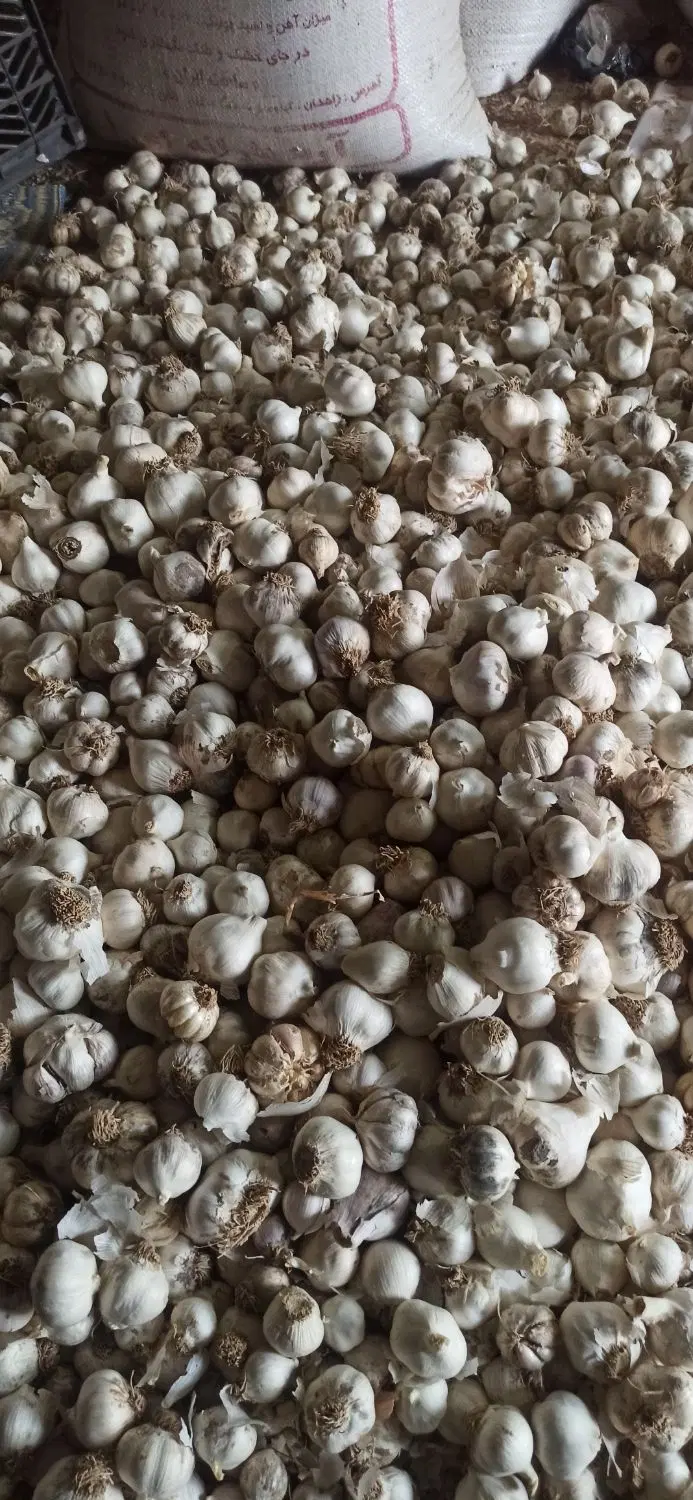 سیر|خوردنی و آشامیدنی|زابل, |دیوار