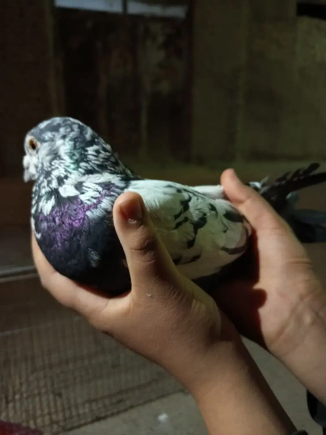 کبوتر|حیوانات|میبد, |دیوار