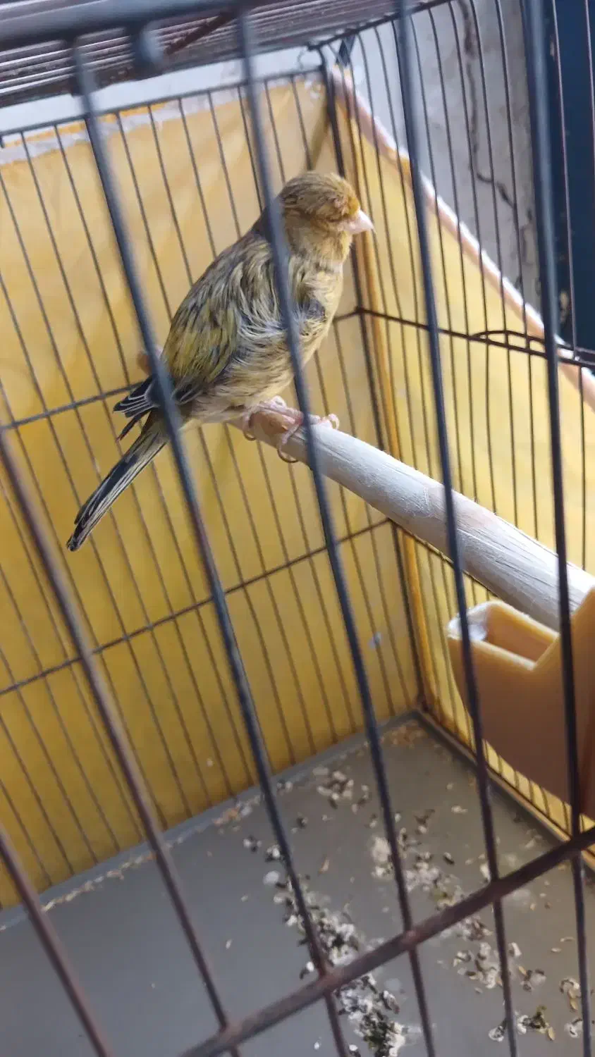 قناری|پرنده|کرمان, |دیوار