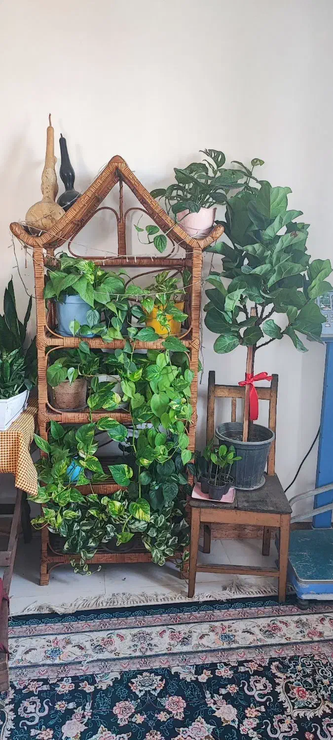 شلف حصیری|کتابخانه، شلف، قفسه‌های دیواری|رشت, کوی بیانی|دیوار