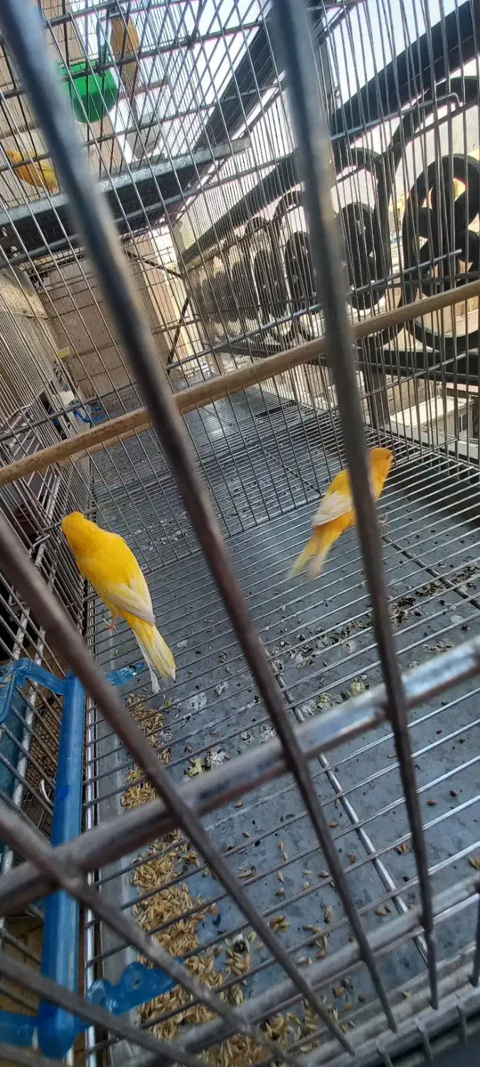 قناری نر پرتغالی|پرنده|تهران, چیتگر شمالی|دیوار