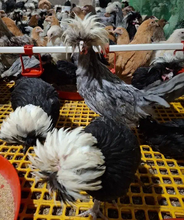 نیمچه برهما و لهستانی|حیوانات مزرعه|تهران, آسمان|دیوار