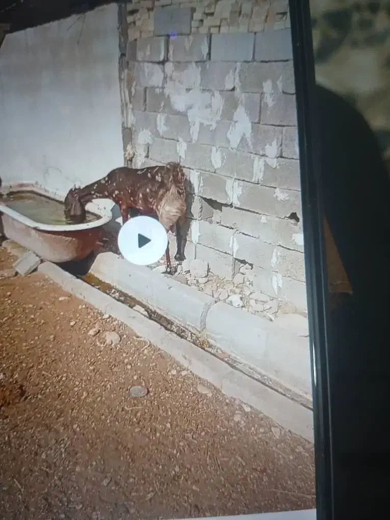 بز پاکستانی تک|حیوانات مزرعه|شوشتر, |دیوار