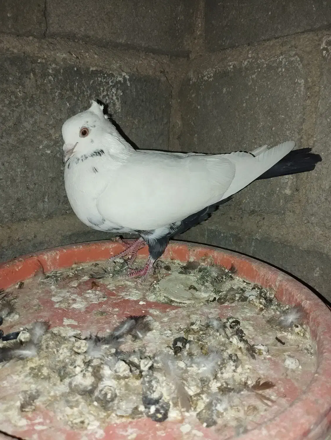 حیوانات|پرنده|جنت, |دیوار