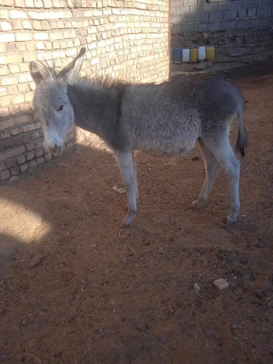 فروشی|حیوانات مزرعه|تربت جام, میان جام|دیوار