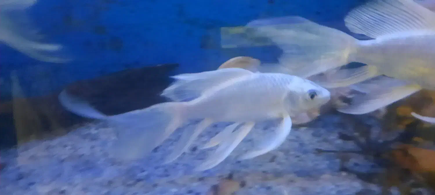 ماهی کوی پلاتینیوم شورت بادی وارداتی|ماهی|اهواز, پادادشهر|دیوار