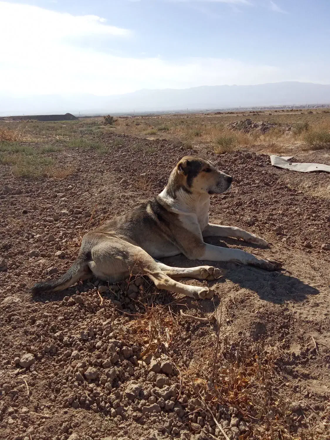 واگذاری سگ نر|سگ|تربت جام, میان جام|دیوار