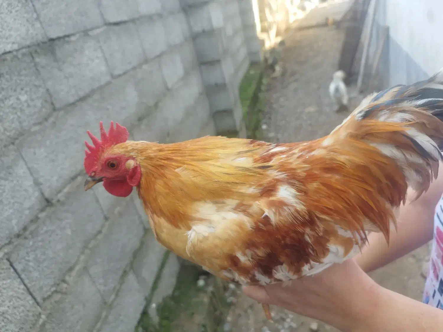 خروس تزئینی (ژاپنی)|پرنده|سیاهکل, |دیوار