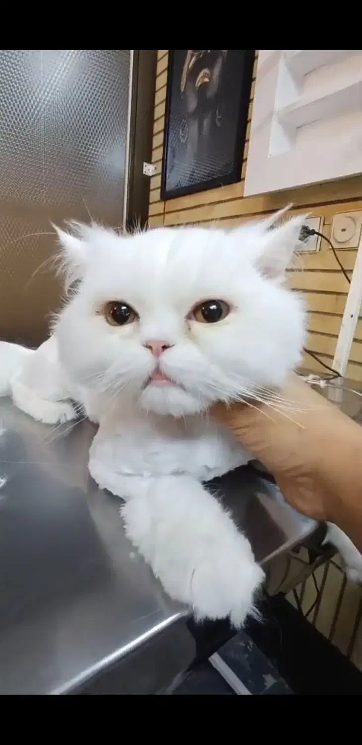 گربه اسکاتیش پرشین|گربه|کرمان, |دیوار