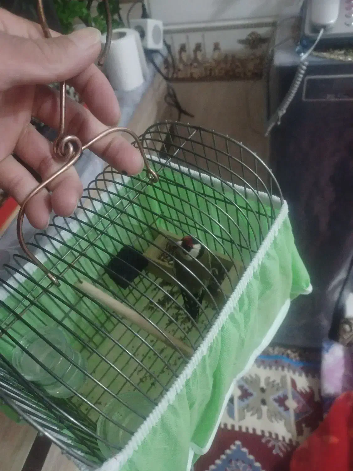 یک عددسهره نرسرسیاه به فروش میرسد|پرنده|شیراز, پودنک|دیوار