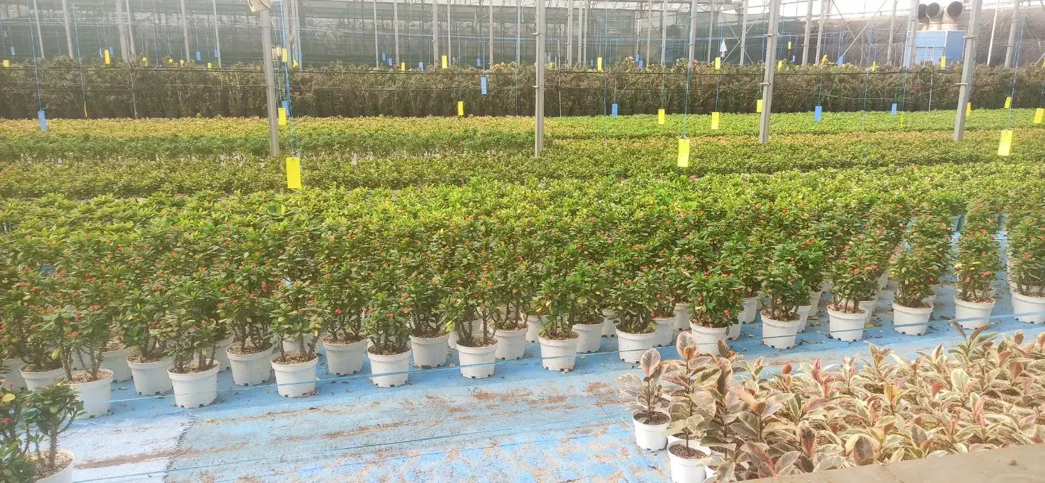 فروش گلخانه صنعتی|فروش دفتر صنعتی، کشاورزی، تجاری|پاکدشت, پاکدشت (مامازند)|دیوار