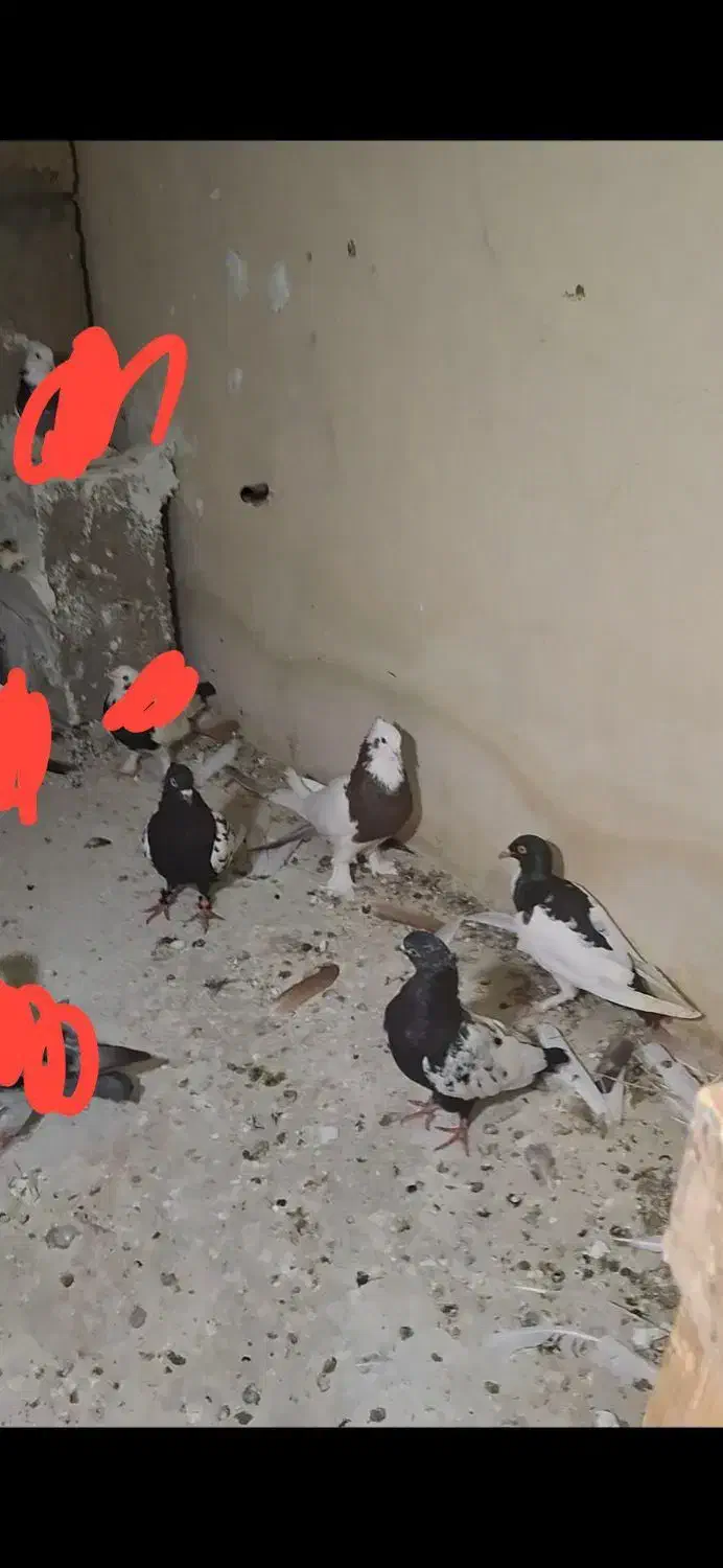 کبوتر|پرنده|جم, |دیوار