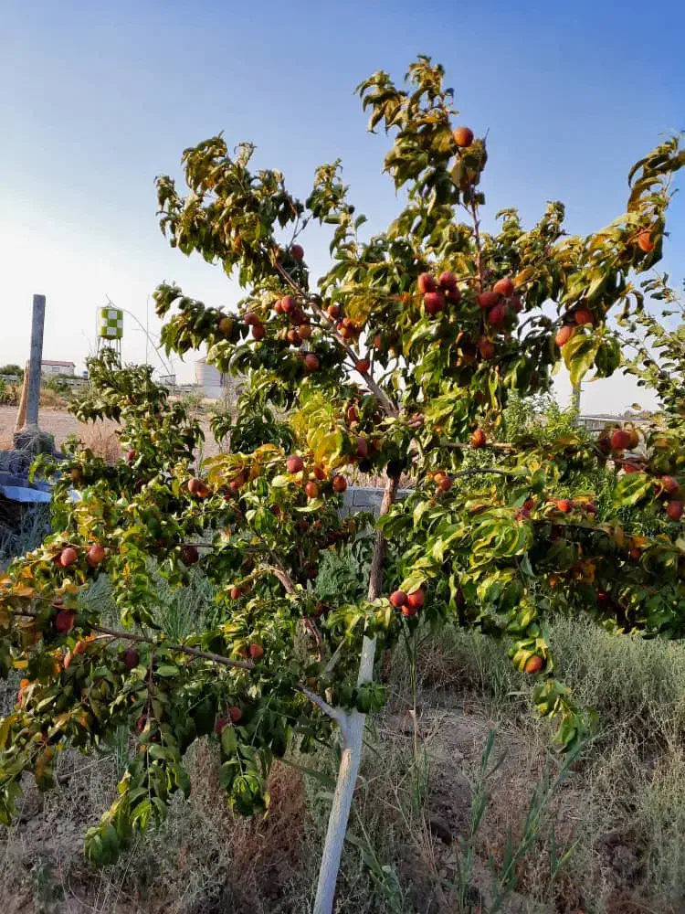باغچه ۱۱۰۰ متری|فروش خانه و ویلا|رباط‌کریم, کاظم‌آباد|دیوار