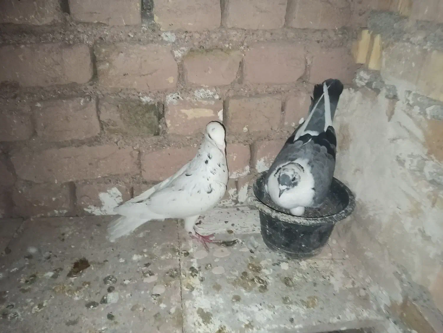 پرشی و جفتگاه|پرنده|چناران, |دیوار