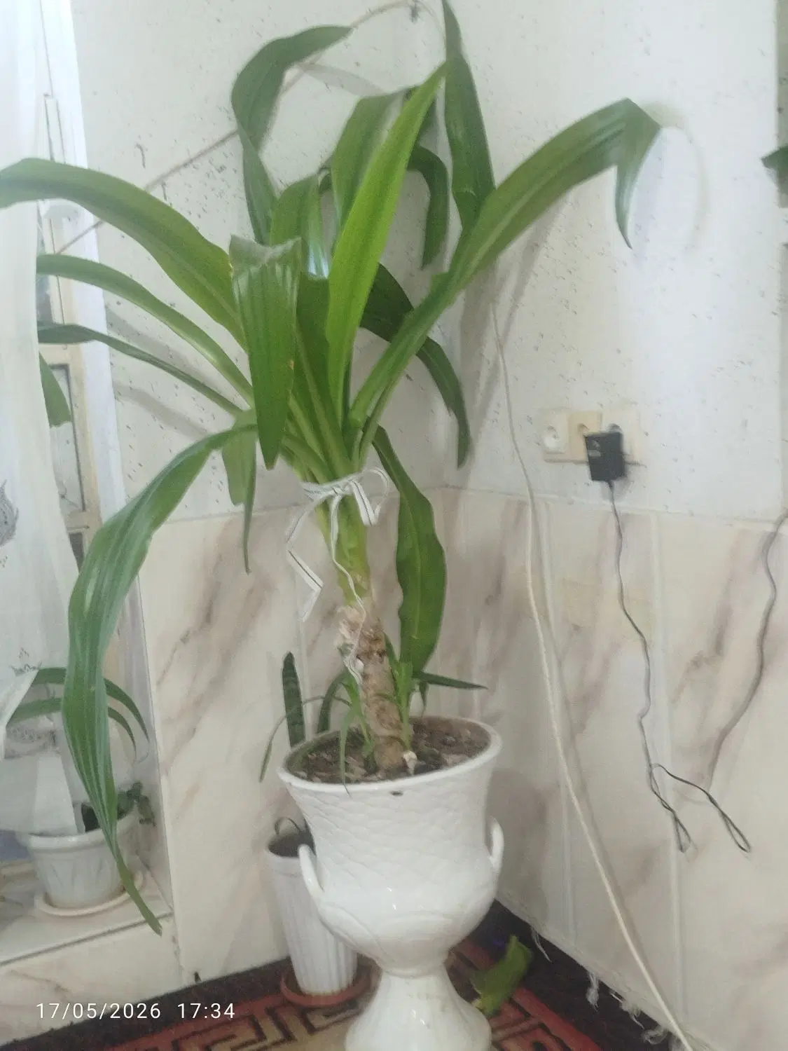 گل ذرتی|گل و گیاه طبیعی|مرودشت, ژیان|دیوار