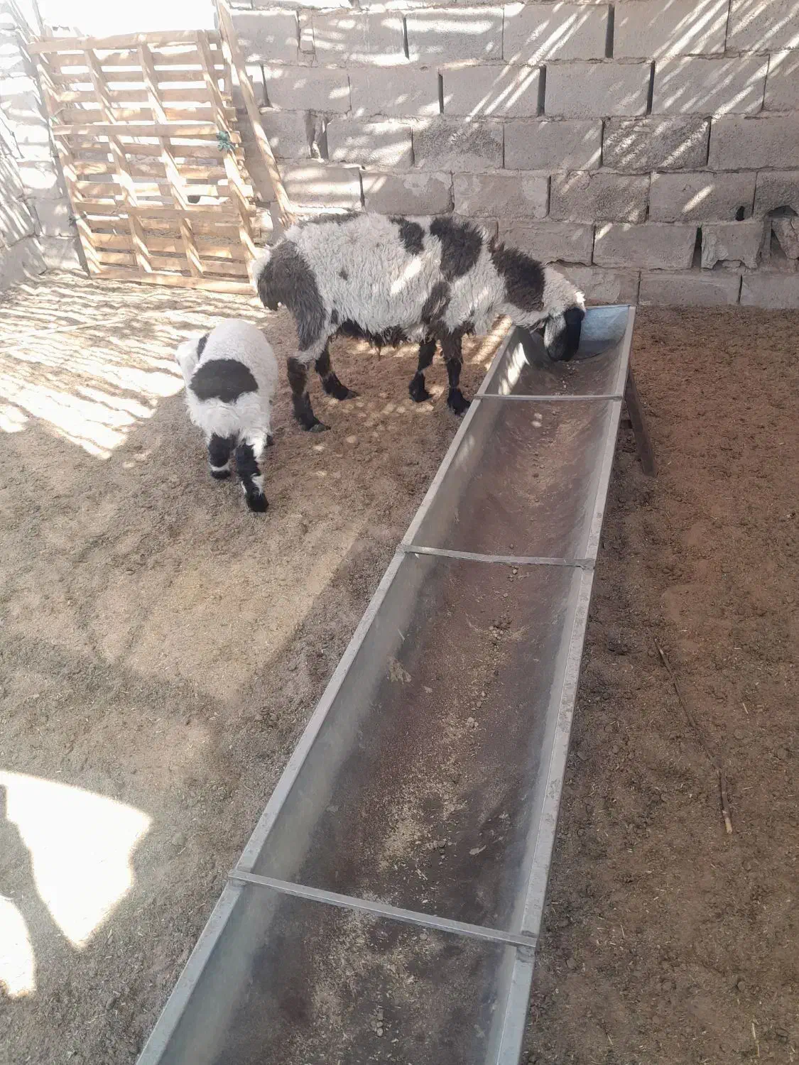 گله فروشی گوسفند وبز زائیده وآبست|حیوانات مزرعه|زاهدان, |دیوار