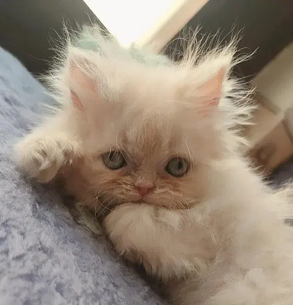 پرشین ماده|گربه|تهران, آهنگ|دیوار