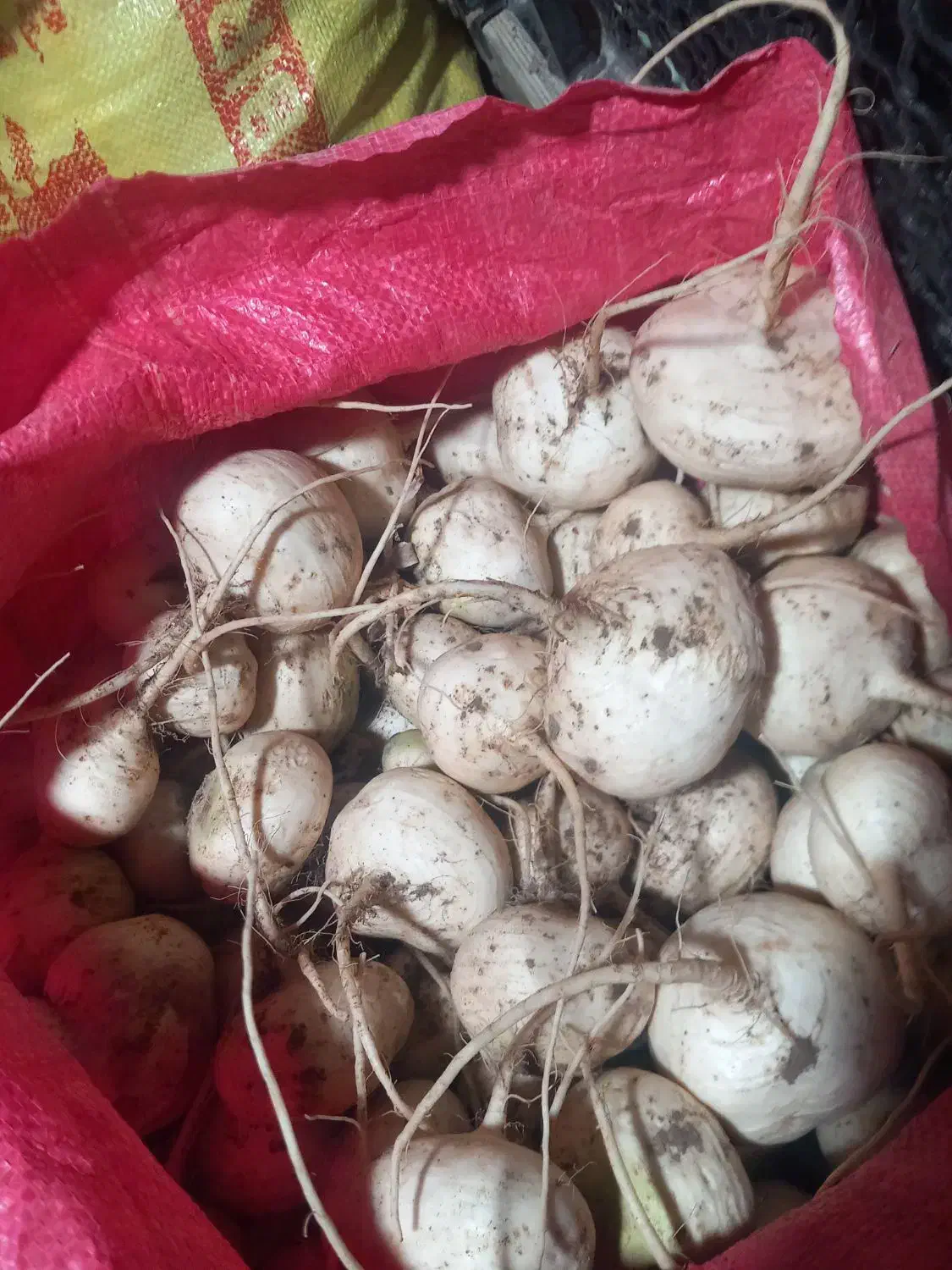 شلغم|حراج|خوسف, |دیوار