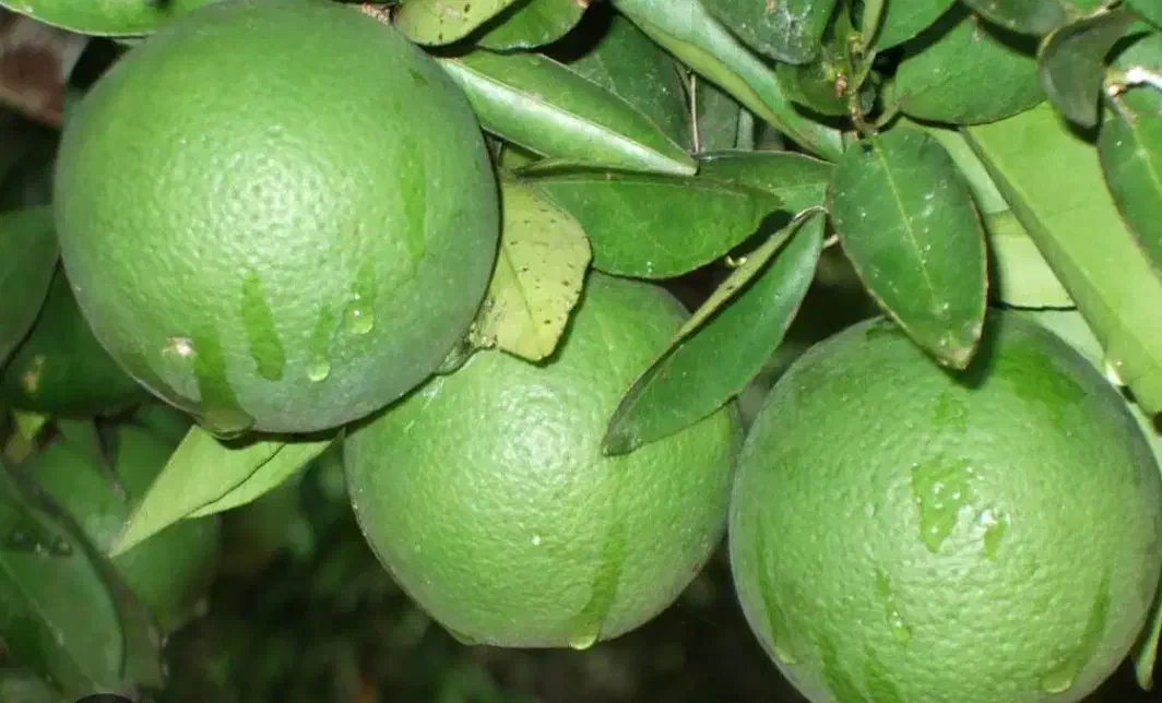 نارنج سر درختی|خدمات باغبانی و درختکاری|دابودشت, |دیوار