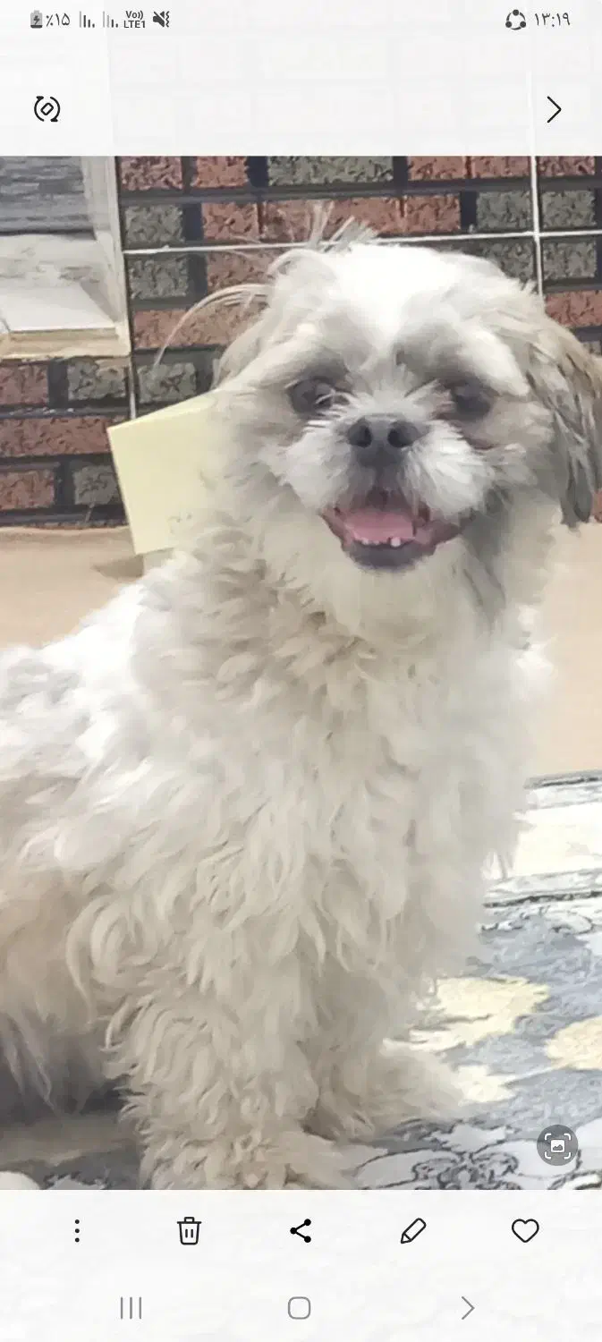 سگ گمشده|سگ|سنندج, |دیوار