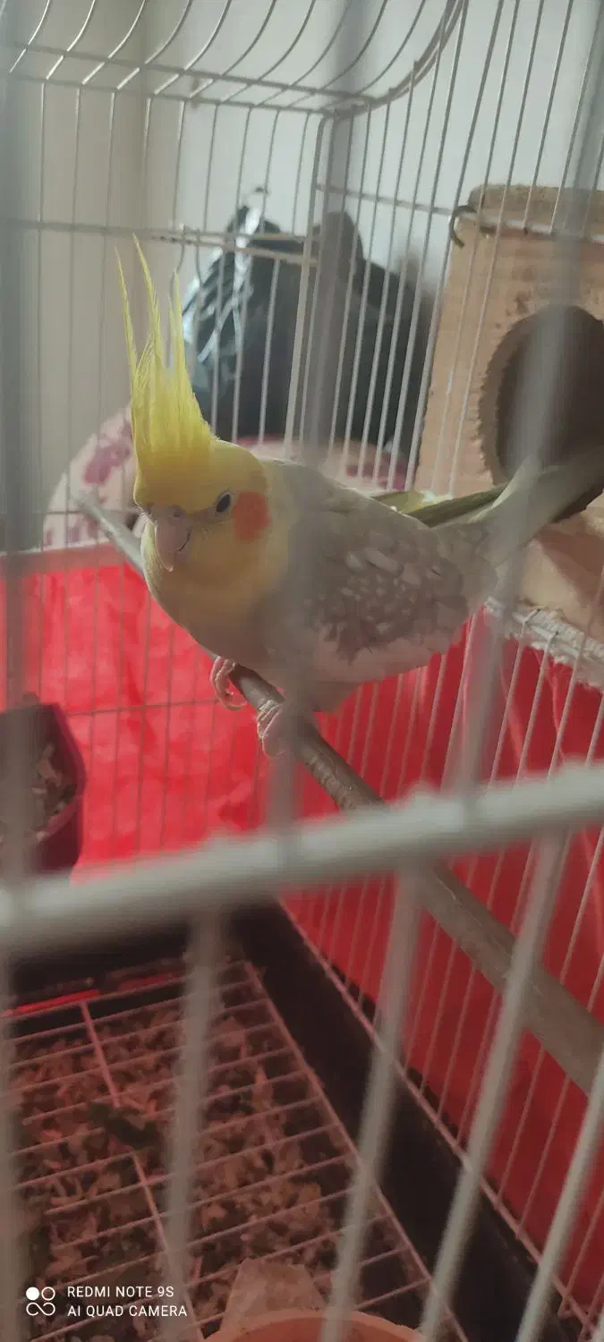 عروس هلندی|پرنده|بندر کنگان, |دیوار