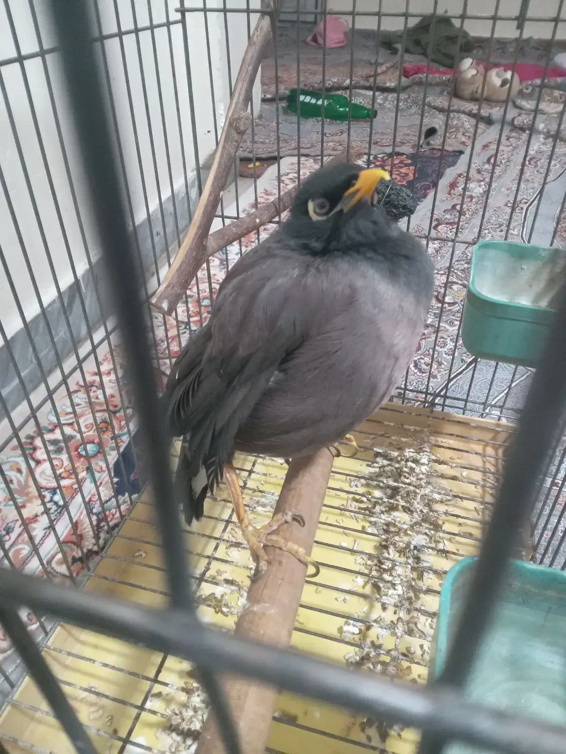 مرغ مینا|پرنده|ری, سیزده آبان|دیوار