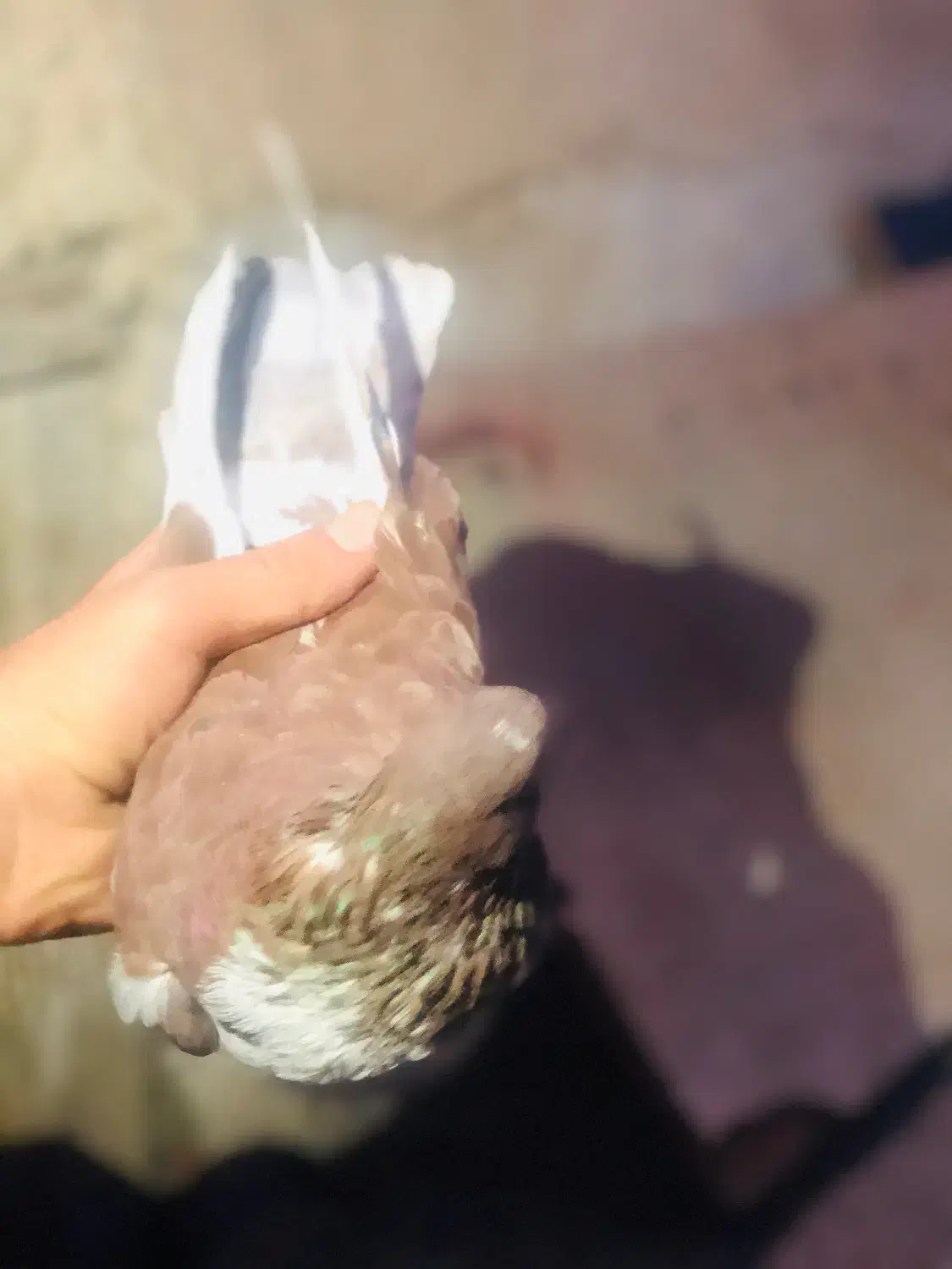 کیوتر|پرنده|انزل, |دیوار