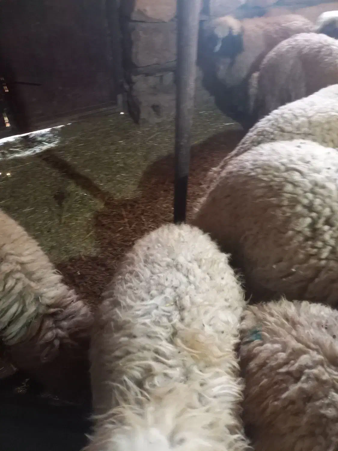 بره پروار گوسفند،کاور|حیوانات مزرعه|حمیل, |دیوار