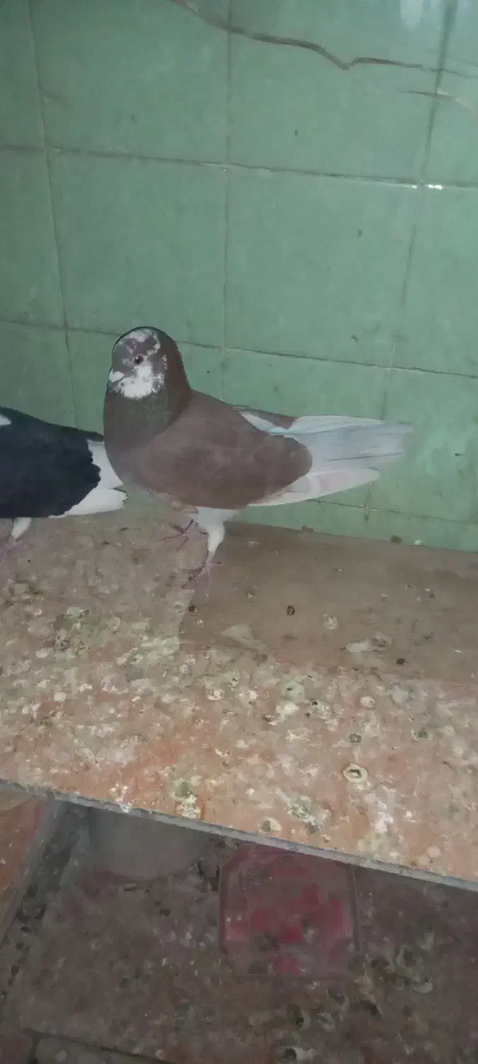 کبوتر پرشی|پرنده|شاهین‌شهر, گزبرخوار|دیوار