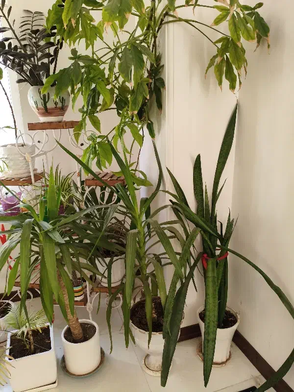 گل طبیعی زیبا|گل و گیاه طبیعی|شیراز, شاه قلی بیگی|دیوار