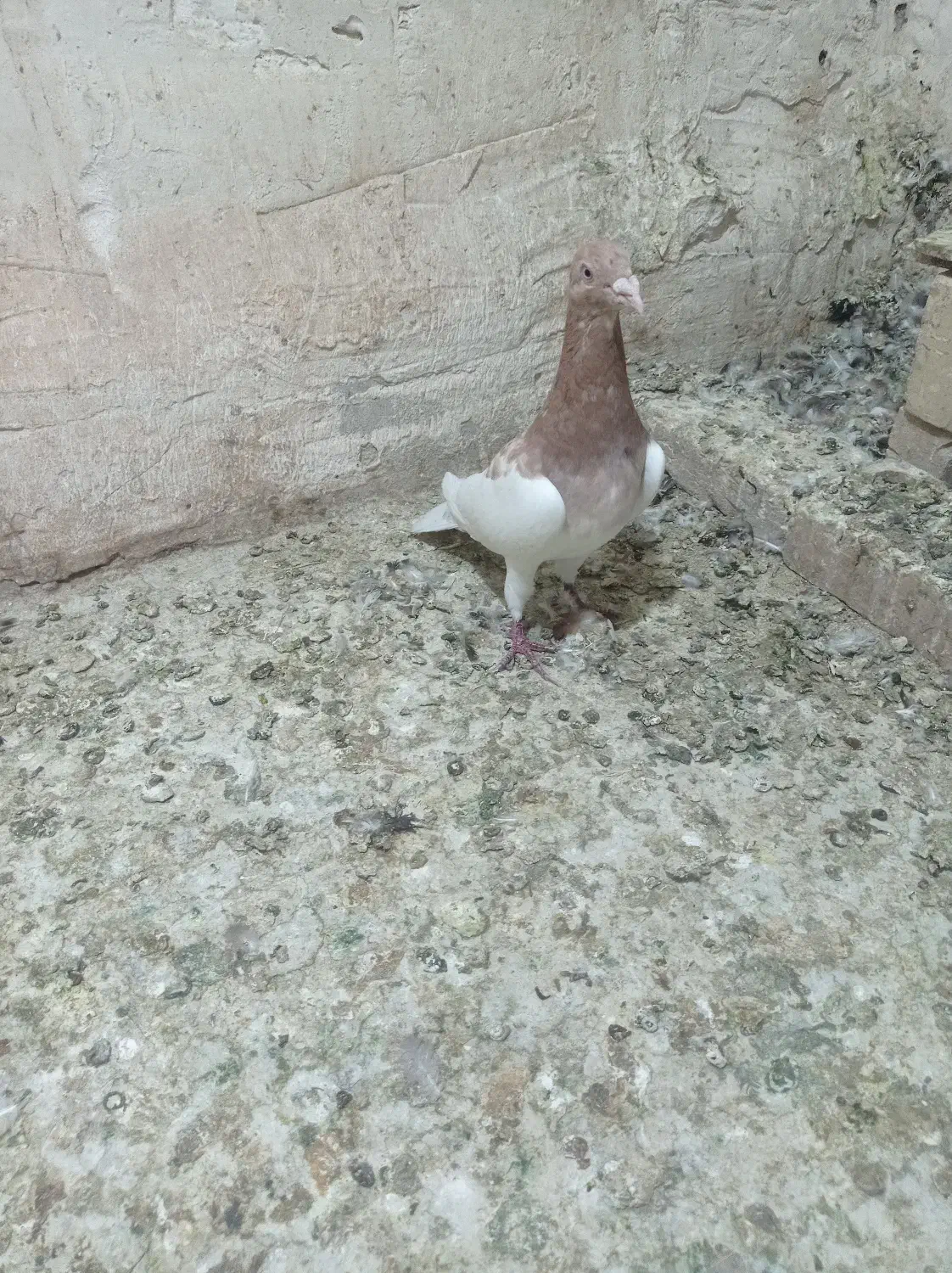 3کبوتر دورگ و رنگی|پرنده|شوشتر, |دیوار